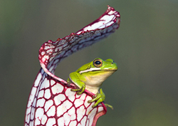 Carnivorous Plants Instructional Video