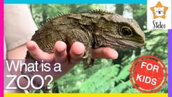 What Can We Learn at the Zoo? Instructional Video