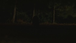 WIDE ANGLE OF RACCOON IN MIDDLE OF DARK ROAD OR HIGHWAY EATING. HEADLIGHTS FROM UNSEEN CAR SHINE ON ANIMAL AND ANIMAL RUNS OFF ROAD. COULD BE FUTURE ROAD KILL. ROPE ATTACHED TO STUNT ANIMAL SEEN. Stock Footage