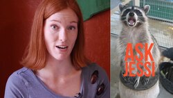 Ask Jessi # 1 Instructional Video