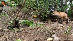 Friendly Baby Fox! Instructional Video