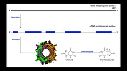 Gout [Part 1] | Purine Degradation, Uric Acid, & Hyperuricemia Instructional Video