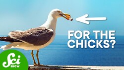 Why City Birds Love Cigarettes Instructional Video