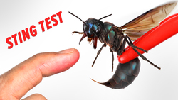 STUNG by a Warrior Wasp! Instructional Video