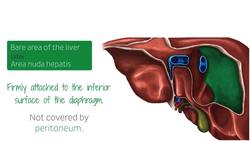 Anterior view of the liver Instructional Video