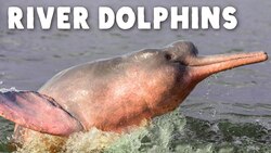 Why Do River Dolphins Look… Like That? Instructional Video