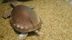 aquatic organisms Stock Footage