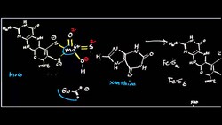 Purine Catabolism: Conversion of Hypoxanthine to Uric Acid Instructional Video