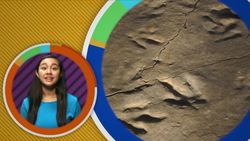 Fossils and Dinosaurs Instructional Video
