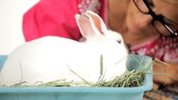 Should You Spay / Neuter Your Pet Rabbit? Instructional Video