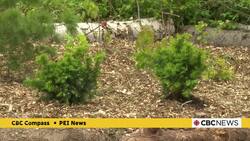 Areas of Charlottetown’s Victoria Park damaged by Fiona are getting a leafy makeover News Clip