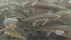 Why you don't see as many smelt shack villages on P.E.I. these days News Clip