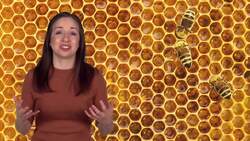 The Sweet Art of Honey Making: Inside the Hive Instructional Video