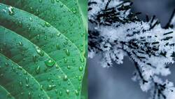 I WONDER - Is Frost Different To Dew? Instructional Video