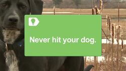 How to Use Dog Whisperer Tips on a Dog Who Barks Incessantly Instructional Video