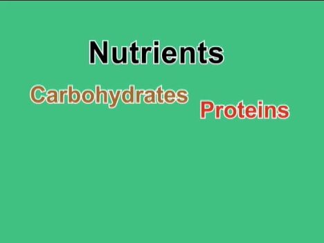Nutrition: Summing Up