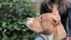 Pros & Cons of the Pit Bull Breed Instructional Video