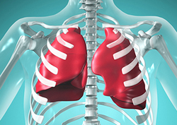 Factpack: Lungs Instructional Video
