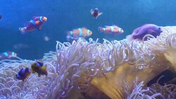 ClownFishes or Anemonefishes Stock Footage