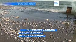 Greek authorities announce financial support after dead fish wash into Volos Instructional Video