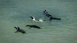 These African Penguins Call These Amazing Shores of Stony Point and Boulder Beach Home Instructional Video