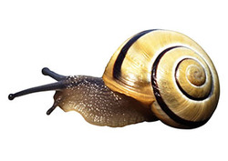 Rounding: Snails vs Rockets Instructional Video