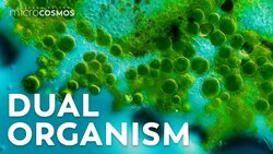 Lichen: The Mysterious Love Child of Fungi and Algae Instructional Video