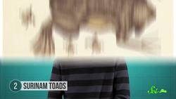 7 Extreme Animal Moms Instructional Video