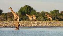 Rhino drinking water from the river with giraffe in background. Stock Footage