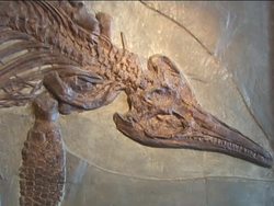 Understanding the Importance of Fossils Instructional Video