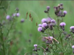 Photosynthesis: Introduction Instructional Video