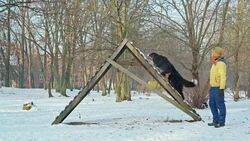 The attractive active mature 50-years-old woman trains her Bernese Mountain Sheppard dog how to walking over the high stairs in the park Stock Footage