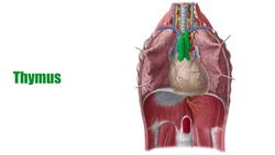What is a gland? Instructional Video