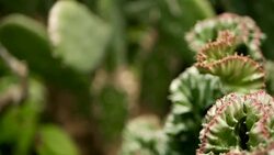 Leafless, spiny, evergreen desert plant cultivated as ornamental in botanical garden. Succulents background, natural pattern. Euphorbia crested cactus in greenhouse. Coral zigzag with pink spines. Stock Footage