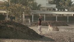 The Passionate Protection of the Indian Cow Instructional Video