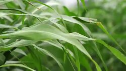 Sorghum vulgare plantation field Stock Footage