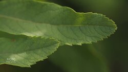 A beginner's guide to plant identification | Planting Curiosity News Clip