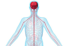 The Nervous System - Body’s Communication Instructional Video