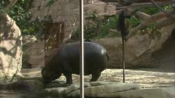 Zoo Exhibits That Feature Mixed Species Are Very Important Instructional Video