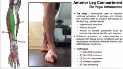 Anterior Leg Compartment [Part 2] | Digital Extensors (EDL & EHL) Instructional Video