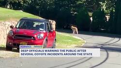 Recent coyote attacks in Connecticut raise concerns in some towns News Clip