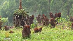Burundi faces droughts, floods, and mudslides, worsened by deforestation News Clip