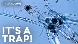 Ghost Fleas: Tiny See Through Cyclopses Instructional Video