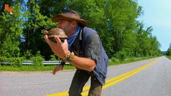 Click to Rescue this Turtle from Traffic! Instructional Video