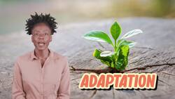 Beneath the Canopy: The Life and Gifts of Trees Instructional Video