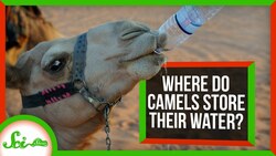 Where Do Camels Store Their Water? Instructional Video