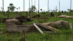 CLEAN : Colombian Amazon: casualty of peace News Clip