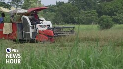 How efforts to send Haiti cheap rice made it hard for the nation to produce its own News Clip