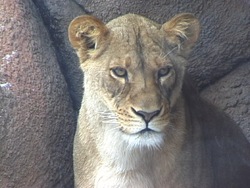 ¿Qué es un mamífero?: recapitulando Instructional Video