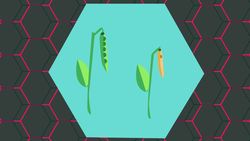 What are Mendel and Genetic Crosses Instructional Video